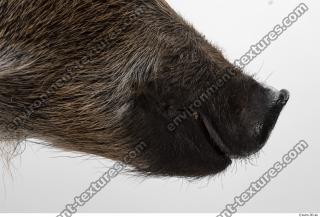 Photo Textures of Animal Skin